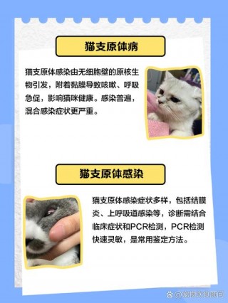 猫咪支原体感染是啥病？猫咪支原体感染是啥病严重吗（最新）