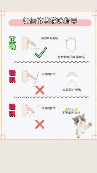 如何给猫咪剪指甲，如何给猫咪剪指甲不让猫咪乱动？