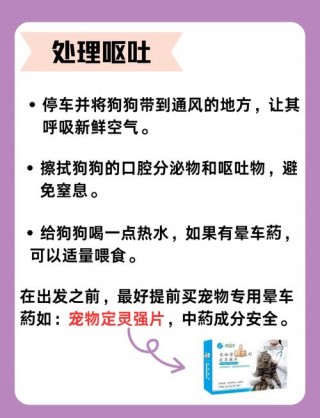 狗狗会不会晕车？狗狗会不会晕车怎么办（最新）