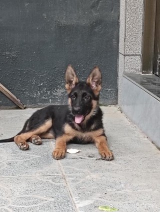 狗狗多大就不长了？狗狗多大不长了?（最新）