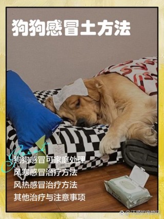 狗狗能喝999感冒灵吗，（狗狗可以吃999感冒颗粒吗）