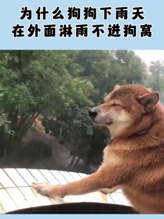 狗狗被雨淋了会怎么样，（狗被雨水淋会怎么样）