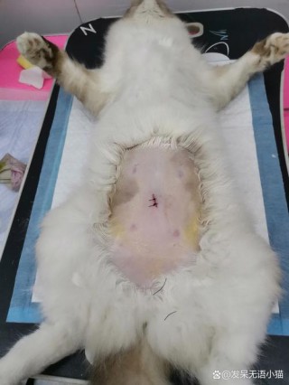 猫咪多大能绝育，猫咪多大绝育比较合适？