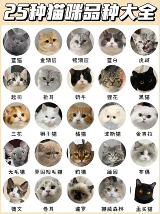 白色的猫咪品种有什么，白色的猫咪有哪些品种？