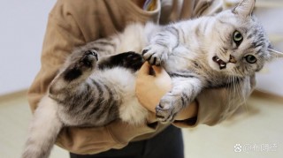 猫咪不让抱怎么办？猫不让抱正常吗（最新）