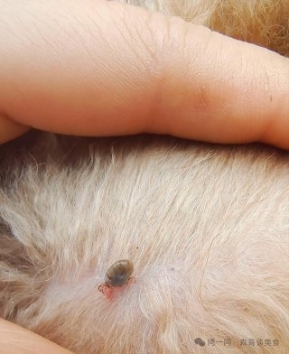 狗狗身上有蜱虫的症状？狗狗身上有蜱虫的症状图片（最新）