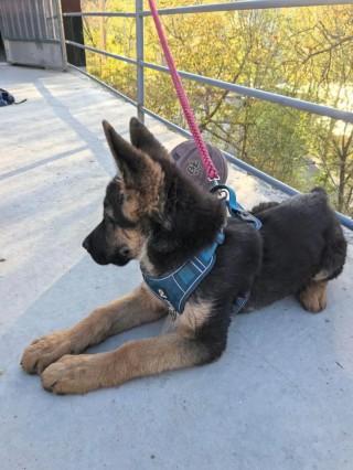 狗狗多大算成年犬，（6个月的土狗成年了吗）