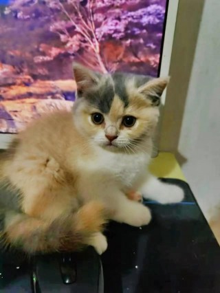 两个月大的猫咪吃什么？两个月大的猫咪吃什么东西（最新）