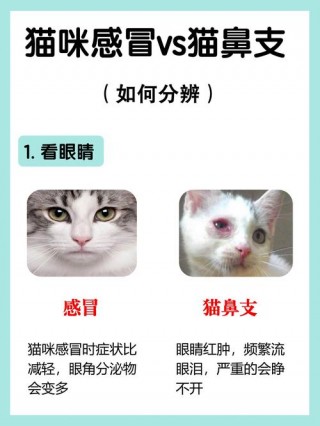 猫咪得鼻支的症状，（猫得猫鼻支的初期症状）