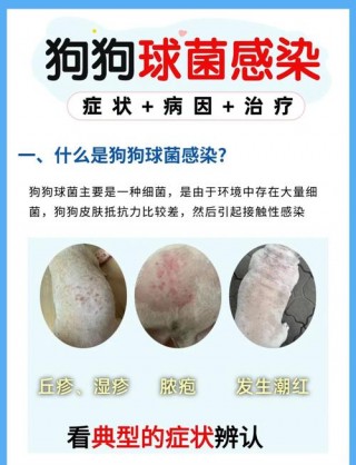 狗狗球虫病早期症状，狗狗球虫感染怎么治疗？