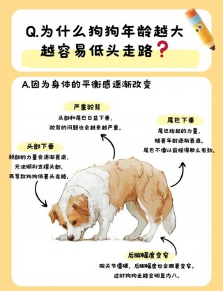 狗狗变老的表现，狗狗变老的暖心句子？