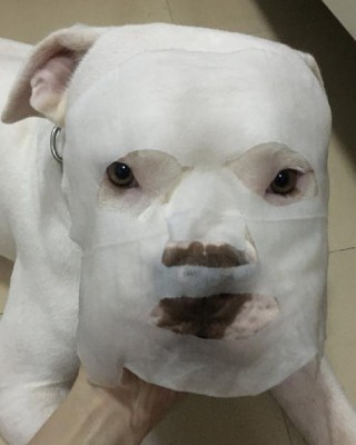 狗狗把面膜吃了怎么办，（狗狗不小心吃了面膜液）