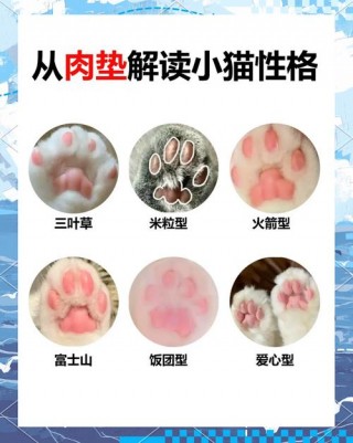 猫咪肉垫看性格，猫咪肉垫看性格是真的吗？