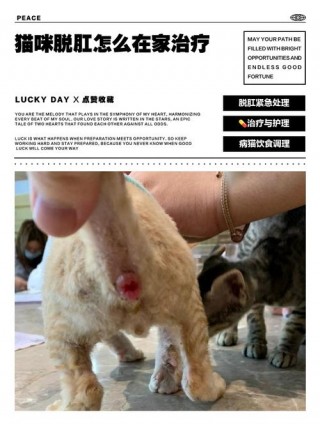 猫咪的肛门外翻，（猫咪肛门外翻像花朵一样怎么治疗）