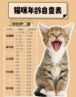 猫咪多少岁成年？猫几岁成年呢（最新）