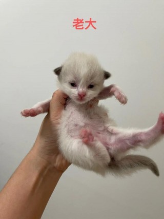 猫咪多少天睁眼睛，（猫多少天睁眼睛?）