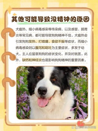 狗狗没有精神怎么回事，狗狗很没有精神？