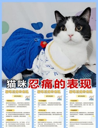 猫咪身体不舒服的表现？猫身体不好怎么调理（最新）