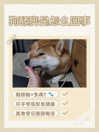 每天给狗狗洗脚好不好，天天给狗洗脚？