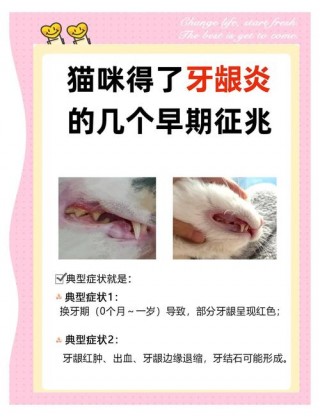 猫咪牙龈红肿怎么办，（猫牙龈根部一圈发红）