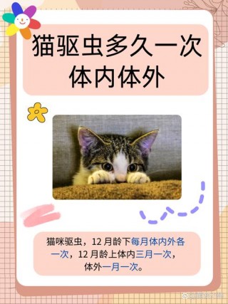 猫咪体内驱虫药多久吃一次，猫咪体内驱虫药多久用一次？