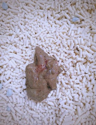 猫咪上厕所有血，（猫咪大便带血但精神很好）