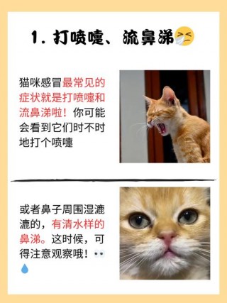 猫咪感冒症状表现？猫咪感冒是什么症状表现（最新）
