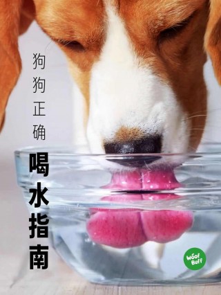 狗狗狂奔后喝水会怎样，（小狗狂喝水,狂撒尿怎么办）