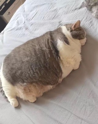 猫咪可以吃肥肉吗？猫咪可以吃肥猪肉吗（最新）