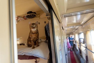 火车上能带猫咪吗，（坐高铁能带宠物猫上车吗）