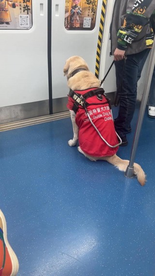 地铁可以带狗狗吗？高铁能带狗狗吗 怎么带（最新）