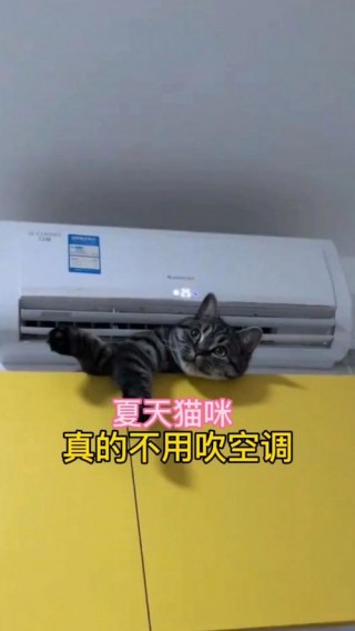 猫咪不喜欢吹空调，猫咪为啥不喜欢吹空调？