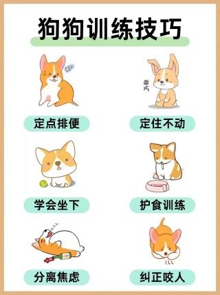 怎么教育狗狗听话？怎样教狗狗才会听话（最新）