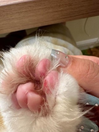 猫咪脚掌破了怎么办，猫咪脚掌破了怎么办用什么药？
