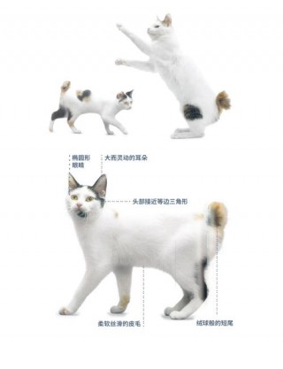 猫咪突然没精神总睡觉，猫咪突然没精神嗜睡？