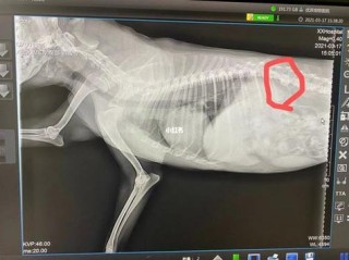 狗狗骨刺症状有哪些，狗狗骨刺症状有哪些表现图片？