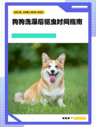 狗狗驱虫多久才能洗澡，狗狗驱虫多少天不能洗澡？