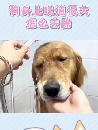 狗狗身上有味道怎么办，狗狗身上有味道是怎么回事？