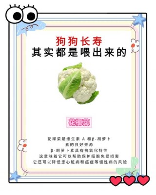 狗狗能吃花菜吗？狗狗能吃花菜吗泰迪（最新）