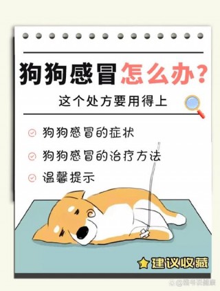 狗狗感冒会传染人吗？狗狗感冒会传染人吗怎么治疗（最新）