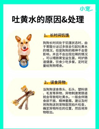 狗狗怀孕吐黄水正常吗？狗狗孕吐是黄水吗（最新）