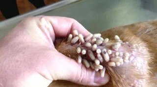 狗狗身上有寄生虫吗，（狗狗身上有蜱虫会爬到人身上吗）