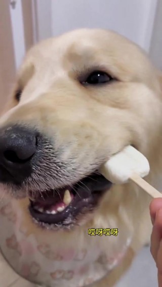狗狗能吃冰棍吗，（狗狗可以吃冰棍吗?）