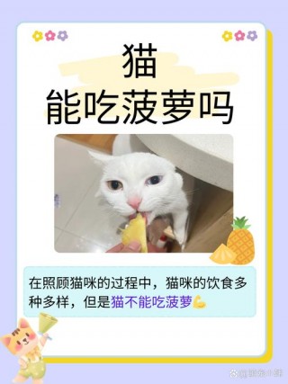 猫咪可以吃菠萝吗？猫可以吃菠萝包吗（最新）
