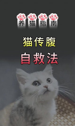 猫咪腹水吃什么药，猫咪腹水吃药能治好吗？