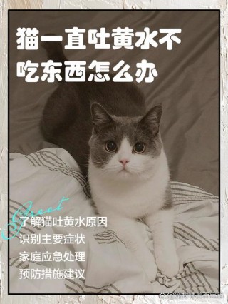 猫咪不吃东西吐黄水，（猫咪不吃东西吐黄水怎么办?）