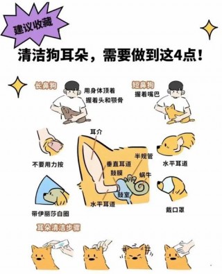 狗狗的耳毛怎么清理啊，狗狗耳朵毛毛怎么修剪？