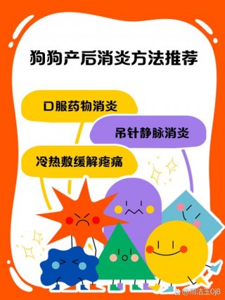 狗狗吃什么发奶？狗狗下小狗吃什么有营养下奶（最新）