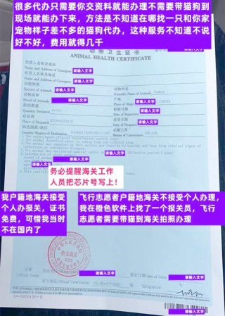 猫咪托运需要办理什么，（猫咪托运要什么证明）