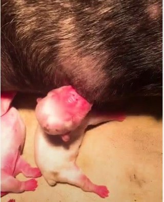 狗狗破羊水后多久能生？狗狗破羊水多久能生出来（最新）